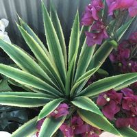 ブーゲンビリア,マツバキミガヨラン,バルバドスの壺「モンキー」の画像