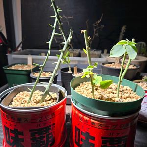 アデニア スピノーサ,アデニア グロボーサ,アデニア　プセウドグロポーサ,塊根植物,南アフリカ原産の画像