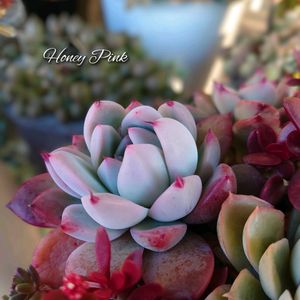 ヒアリウム,彦星,大和の薔薇,ハニーピンク,ピンクジェニーの画像