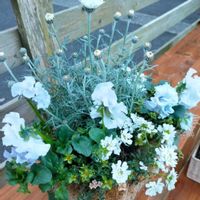 イベリス,タイム,ローダンセマム,パンジー,ビオラの画像