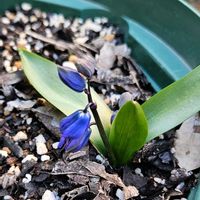 シラーシベリカ,鉢植え,明るい日陰,プランター,ガーデニング初心者の画像