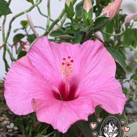 ハイビスカス,花のある暮らし,19日はピンクの日!,お散歩ちゃんスタンプの画像