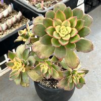 エケベリア,夕映え,東山動植物園,多肉植物,エケベリア属の画像