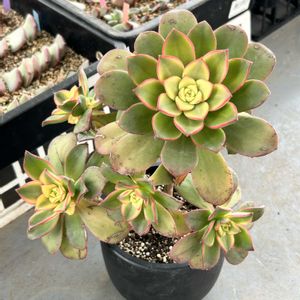 エケベリア,夕映え,東山動植物園,多肉植物,エケベリア属の画像