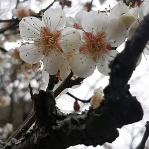 アセビ,ウメ,クチナシ,ツワブキ,マンリョウの画像