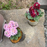 桜草,サイネリア(シネラリア),プリムラジュリアン ゼブラ,リーガース・ベゴニア,プリムラジュリアン　赤の画像