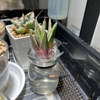 アガベ,笹の雪錦の画像