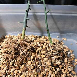 アデニア スピノーサ,アデニア プセウド グロボーサ,アデニア　プセウドグロポーサ,塊根植物,南アフリカ原産の画像