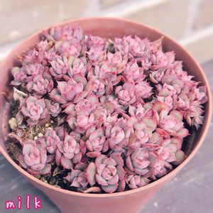 ファンテ,多肉植物,葉挿し,メルカリ多肉の画像