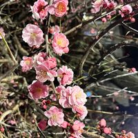 ハナモモの画像