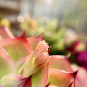 ロンギシマHyb,ももたろう,エケベリア　ボンファイヤー,ボンファイヤー,エケベリア属の画像