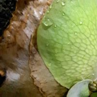 ビカクシダ,ビカクシダ,成長記録,植中毒,植物好きの画像