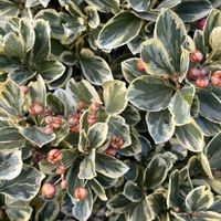 ツバキ,ナンテン,カワヅザクラ,フイリマサキ,シダレウメの画像