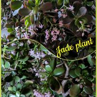 金のなる木,金の成る木,安曇野,Money Tree,信州大好き⛰️の画像