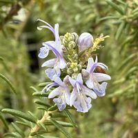 ローズマリー,ハーブ,うちの庭,紫色のお花の画像