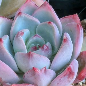 多肉植物,葉挿し,リメ缶,多肉寄せ植え,リメ鉢の画像