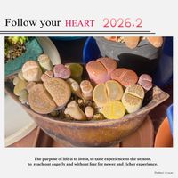 リトープス,リトープス,メセン属,真上からの撮影,かわいいの画像