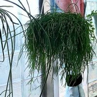 リプサリス,リプサリス　カスッサ,リプサリス カシエロの画像