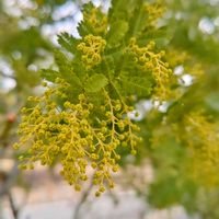 ミモザ,たらの芽,コキアのホウキ,ミモザ（ギンヨウアカシア）,若ごぼうの画像