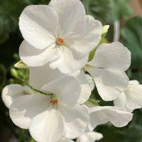 ゼラニウム,ゼラニウム,鉢植え,白い花,癒しの画像