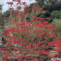 ポインセチア,ポインセチア,沖縄,ヤンバル,お出かけ先の画像