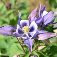 オダマキ,京都府立植物園,素敵な出会いに感謝,胸キュン,感動のおすそ分けの画像