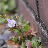 ハナニラ,ハナニラ,トキワハゼ,ヒメオドリコソウ,ミチタネツケバナの画像