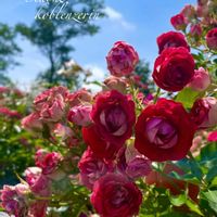 セダム,バラ,バラ,フクジュソウ,フクジュソウの画像