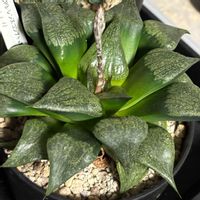 新氷砂糖,白肌　ピクタ,レンズコンプト×裏般若,超大型コプト,花芽の画像