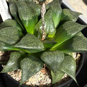 新氷砂糖,白肌　ピクタ,レンズコンプト×裏般若,超大型コプト,花芽の画像