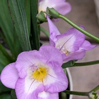 フリージア,可愛い,花のある暮らし,多様性を愛する会,人に優しくの画像