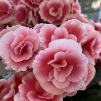 ベゴニア,ベゴニア,散歩,ピンクの花,花散歩の画像