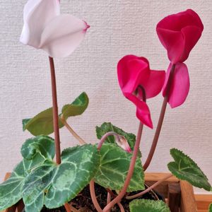 シクラメン,シクラメン,パヤパヤ,可愛い物シリーズ♪,下を向いて咲くお花シリーズ♪の画像
