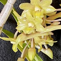 デンドロビウム,グエレロイの画像