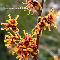 マンサク,マンサク,シナマンサク,山野草,ビタミンカラーの画像