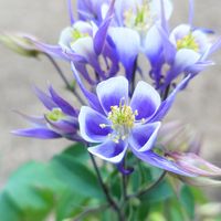 オダマキ,記録用,朝の庭,週末ガーデナー,半日陰の庭の画像