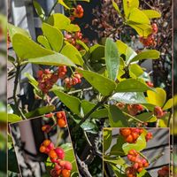 ツルハナシノブ,ビオラ,白梅,マサキ,プリムラマラコイデスの画像