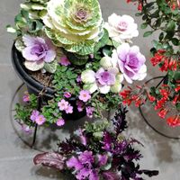 カランコエ,バコパ,ミニ葉牡丹,ハボタン・光子,バコパ・コピアの画像