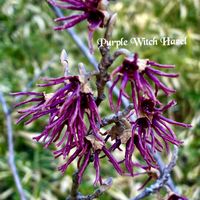 マンサク,マンサク,フォサギラ,ハマメリス・ウェルナリス,山野草の画像