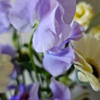 スイートピー,青い花マニア,美しく青きドヨウ,チーム・ブルー,チームブルーNo.117の画像