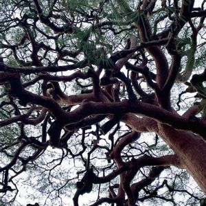 マツ,カツラ,メタセコイア,ジェラシックツリー,スマホ撮影の画像