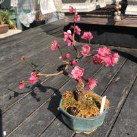 ウメ,盆栽,ピンクの花,花のある暮らし,花物盆栽の画像