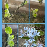 ブルースター,パンジー,花のある暮らし,お目覚め,お花大好き♡の画像