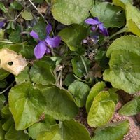 スミレ,ムスカリ,ローズマリー,ローズマリー,紫の花の画像