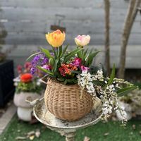 チューリップ,ハーデンベルギア,フクシア ジュリア,スウィートチューリップ　フォクシーフォックストロット,スウィートチューリップ　フォックストロットの画像