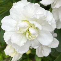 白が好き,#ガーデニング,エクステリアの画像