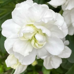 白が好き,#ガーデニング,エクステリアの画像