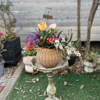 チューリップ,ハーデンベルギア,寄せ植え,ガーデニング,今日の一枚の画像