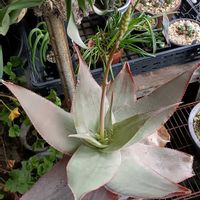 アロエ,多肉植物,新潟,イマロテンシスの画像