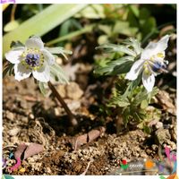 セツブンソウ,ステキ☆,スプリングエフェメラル,癒し…♡,か〜わい〜の画像